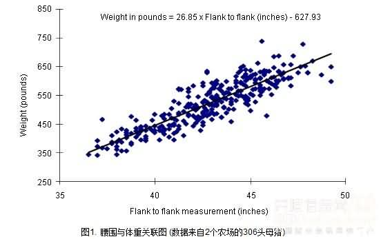 养猪技巧：通过腰围估测母猪体重